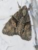 Cryphia sp.
